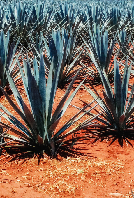tequila